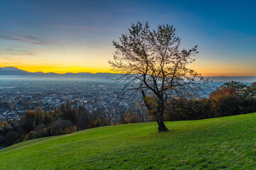 Fototapeta premium Panorama Sunset in the Rhine Valley, with a tree, blue sky over the city of Dornbirn, meadow and fields. autumn colored trees. beautiful afterglow, interesting colored veil clouds over Swiss mountains