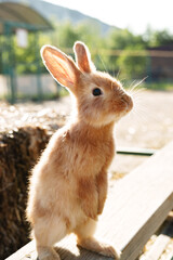 A small brown rabbit curiously explores a wooden bench near hay bales in a sunny farm
