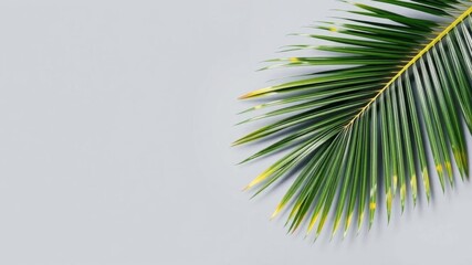 Fototapeta premium Coconut palm leaf on pastel gray background flat lay, tropical, gray background, palm leaf