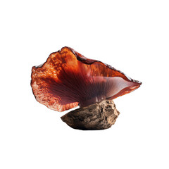 A Stunning Close-Up of an Exquisite Mushroom with Vibrant Colors and Detailed Texture, Set Against a Simple Background That Highlights Its Natural Beauty and Unique Form.