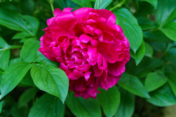 Beautiful dark pink peony bud blooming under the sun against the dark green of the garden. Selective focus. There is a place for your text.