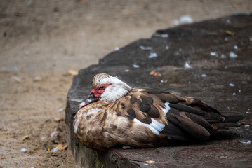 domestic animals in a contact park on an autumn day