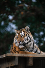 Tiger in a zoo, large wild cat face close-up