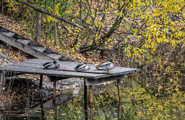 domestic animals in a contact park on an autumn day