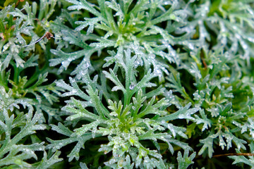 A detailed closeup image showcasing a plant that is abundant with vibrant green leaves, highlighting its natural beauty and lushness