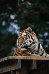 Tiger in a zoo, large wild cat face close-up
