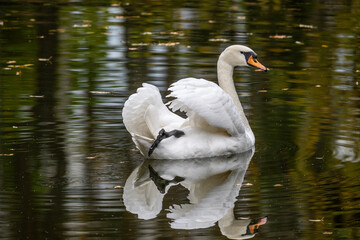 white swan on green water on an autumn day