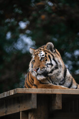 Tiger in a zoo, large wild cat face close-up