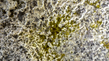 Mould growth, close up detail
