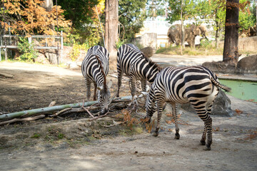 Cute zebra living in a zoo in Japan and eating grass.