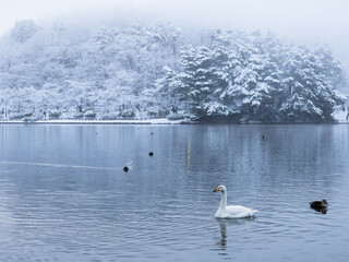 Whooper swan and ducks at Takamatsu pond in winter under the snow, Takamatsu Park, Morioka, Japan. 