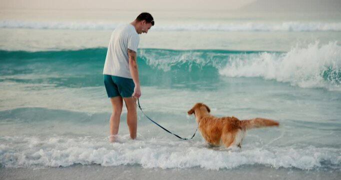 Man, dog and playful with waves, beach and outdoor on holiday, walking and bonding in summer. Person, animal and pet labrador with water, ocean and sea on vacation, love and care in Costa Rica