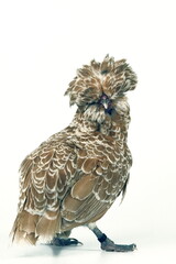 Padoue chamois