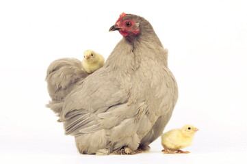 Poule et poussins © Labat-Rouquette