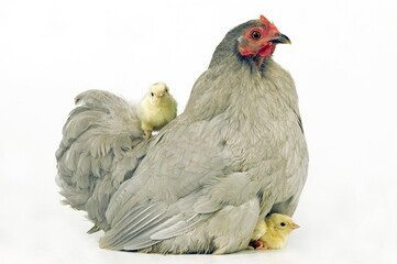 Poule et poussins