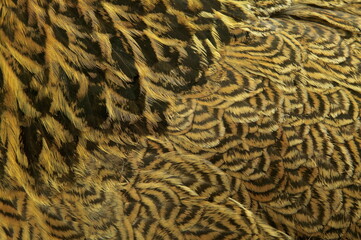 Plumes poule Brama perdrix