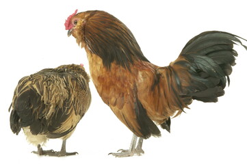 Poule et coq Barbue d'Anvers