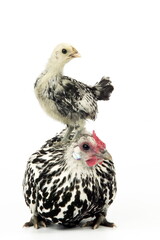 Poule et poussin Hambourg pailletée