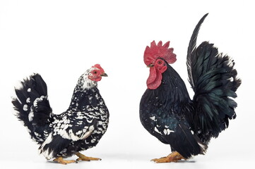 Poule et coq Nagasaki
