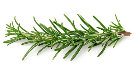 Fototapeta premium Rosemary branch isolated on a white background.