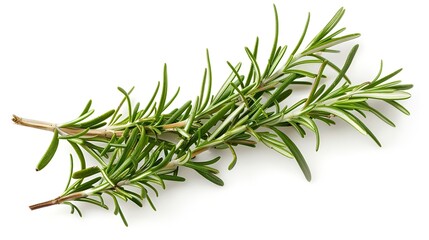 Fototapeta premium Rosemary branch isolated on a white background.