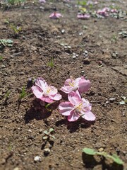 Kanzakura cherry blossom flowers on the ground