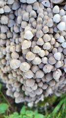 Coprinus, Coprinellus disseminatus