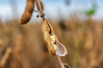 Soy bean in an open stalk on a field background. Growing soybeans. Soybean stalk close-up