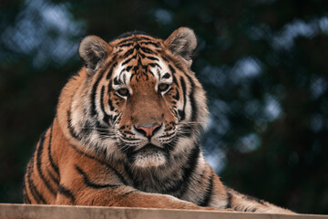Tiger in a zoo, large wild cat face close-up