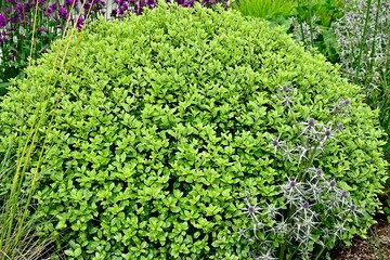 Green plant with small, round white or light pink flowers, collected in dense inflorescences