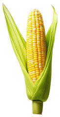 PNG Corn on the cob plant food white background.