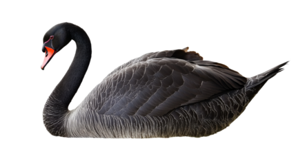 Black swan bird  