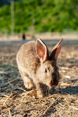 A brown rabbit sitting calmly on a sunny day at a farm