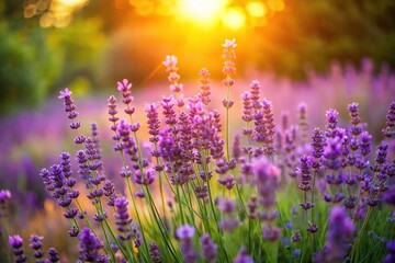 Obraz premium Softly glowing lavender flowers in a lush green garden at sunset, purple, lavender, flower