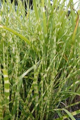 Vertical close up on Ornamental Miscanthus zebrinus Grass with Striped Leaves
