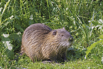 young coypu in a meadow
