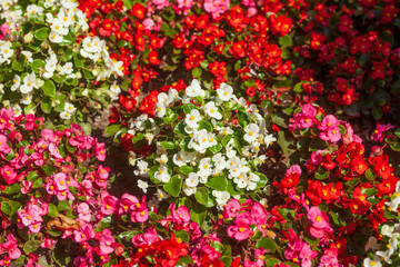 Rote und weisse kultivierte Begonien in einem Blumenbeet,  (Begonia sp.), Deutschland
