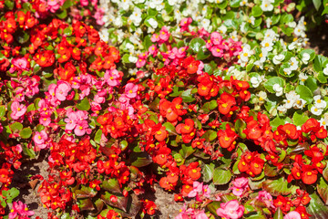 Rote und weisse kultivierte Begonien in einem Blumenbeet,  (Begonia sp.), Deutschland