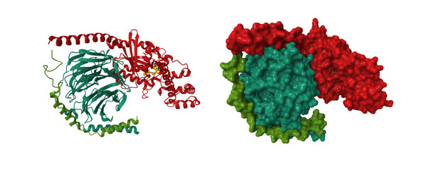 Structure of the GDP-bound Gs heterotrimer. 3D cartoon and molecular surface models, PDB 6eg8, chain id color scheme