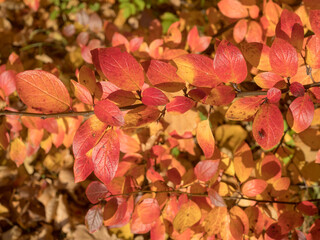 branch of aronia with red leaves in autumn day
