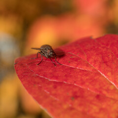 fly in autumn