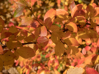 branch of aronia with red leaves in autumn