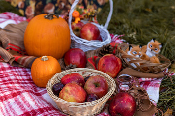 Autumn picnic in nature with apples. Apples and pumpkins on a blanket in nature