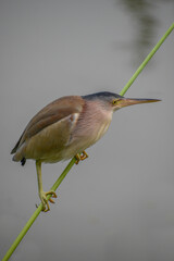 A yellow bittern on a water canna stem. Photographed in the western part of Singapore.