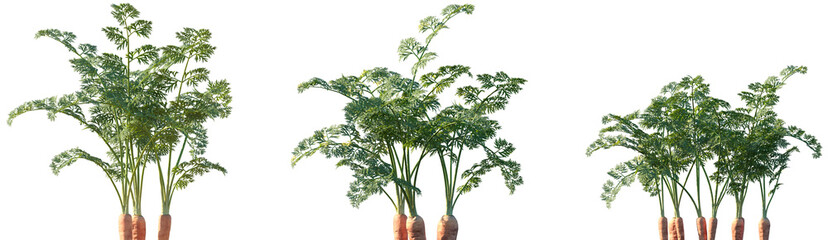 Set of Daucus carota (wild carrot, European wild carrot, bird's nest, bishop's lace, Queen Anne's lace) frontal isolated png on a transparent background perfectly cutout high resolution