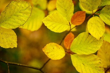 Obraz premium Close-up of Autumn Leaves with Golden Hues. Detailed close-up of autumn leaves with vibrant yellow and orange hues, capturing the essence of seasonal change in nature.