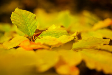 Close-up of Autumn Leaves with Golden Hues. Detailed close-up of autumn leaves with vibrant yellow and orange hues, capturing the essence of seasonal change in nature.