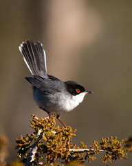 Curruca cabecinegra