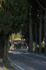 Fototapeta premium Vista del viale alberato di pini che porta a Montecatini Alto durante un caldo tramonto autunnale con la luce del sole che filtra attraverso i rami degli alberi. 
