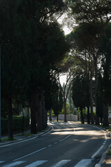 Vista del viale alberato di pini che porta a Montecatini Alto durante un caldo tramonto autunnale con la luce del sole che filtra attraverso i rami degli alberi. 